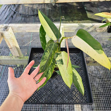 Load image into Gallery viewer, Philodendron Whipple Way, Exact Plant Variegated Ships Nationwide