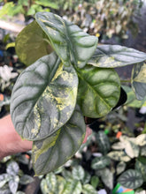 Load image into Gallery viewer, Alocasia Silver Dragon Aurea variegated 2.5" pot, Fedex 2day*