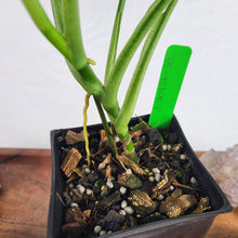 Load image into Gallery viewer, Syngonium Mojito, Exact Plant Variegated Ships Nationwide