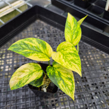 Load image into Gallery viewer, Epipremnum Pinnatum Sunburst Variegated 2.5" pot, Fedex 2day*