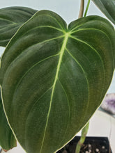 Load image into Gallery viewer, Philodendron Melanochrysum 4" pot, Fedex 2day*