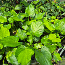 Load image into Gallery viewer, Alocasia Cucullata Variegated 6" pot, Fedex 2day