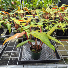 Load image into Gallery viewer, Philodendron Orange Marmalade, Exact Plant Ships Nationwide