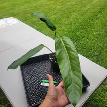 Load image into Gallery viewer, Anthurium Spectabile Wide Form, Exact Plant Ships Nationwide