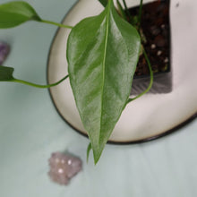 Load image into Gallery viewer, Anthurium Spectabile Wide Form Shipped Nationwide