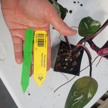 Load image into Gallery viewer, Philodendron Red Anderson, Exact Plant Ships Nationwide