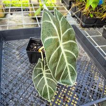 Load image into Gallery viewer, Alocasia Longiloba Grandis x Sanderiana 'Mark Campbell' 4" pot, Fedex 2day*