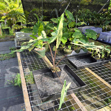 Load image into Gallery viewer, Alocasia Sarian albo variegated exact plant, Fedex 2day*
