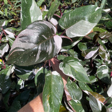 Load image into Gallery viewer, Philodendron Red Anderson Variegated 2.5" pot, Fedex 2day*