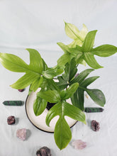 Load image into Gallery viewer, Philodendron Florida Ghost, Exact Plant