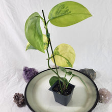 Load image into Gallery viewer, Scindapsus Jade Satin Aurea, Exact Plant Variegated