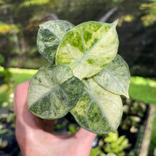 Load image into Gallery viewer, Alocasia Ninja Tricolor Splash, Black Velvet Variegated 2.5" pot, Fedex 2day*