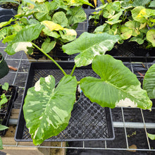Load image into Gallery viewer, Alocasia Odora, Okinawa Silver, Exact Plant Variegated Ships Nationwide