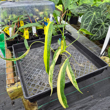 Load image into Gallery viewer, Philodendron Holtonianum Variegated, Exact Plant Ships Nationwide