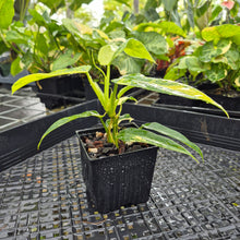 Load image into Gallery viewer, Philodendron Domesticum, Exact Plant Variegated Ships Nationwide