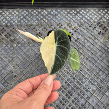 Load image into Gallery viewer, Alocasia Black Velvet Pink Variegata, Exact Plant Ships Nationwide