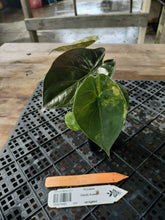 Load image into Gallery viewer, Alocasia wentii aurea, Exact Plant Ships Nationwide