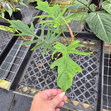 Load image into Gallery viewer, Philodendron Florida Beauty X Tortum, Exact Plant green Form Ships Nationwide