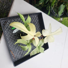 Load image into Gallery viewer, Philodendron Florida Ghost, Exact Plant Ships Nationwide