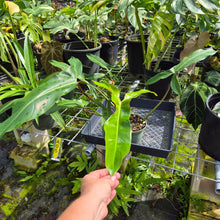 Load image into Gallery viewer, Philodendron Mexicanum, Exact Plant Ships Nationwide