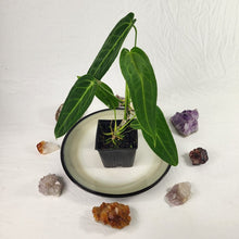 Load image into Gallery viewer, Anthurium Warocqueanum, Queen, Exact Plant