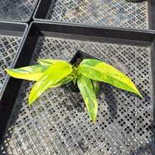 Load image into Gallery viewer, Philodendron Domesticum Variegated exact plant, Fedex 2day*