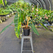 Load image into Gallery viewer, Philodendron Billietiae, Exact Plant Ships Nationwide