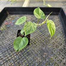 Load image into Gallery viewer, Philodendron Hederaceum, Heart Leaf, Exact Plant Variegated Ships Nationwide