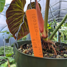 Load image into Gallery viewer, Philodendron Verrucosum Amazon Sunset exact plant, Fedex 2day*