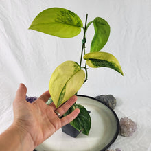 Load image into Gallery viewer, Scindapsus Jade Satin Aurea, Exact Plant Variegated