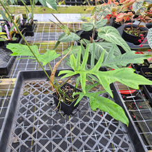 Load image into Gallery viewer, Philodendron Florida Beauty X Tortum, Exact Plant green Form Ships Nationwide