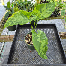 Load image into Gallery viewer, Homalomena Schismatoglottis Neoguineensis, Exact Plant Ships Nationwide