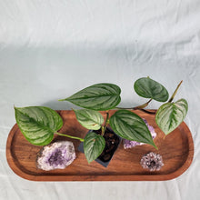 Load image into Gallery viewer, Philodendron Sodiroi True Form 2.5" pot, Fedex 2day*