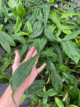 Load image into Gallery viewer, Philodendron 69686 Bette Waterbury 2.5" pot, Fedex 2day*