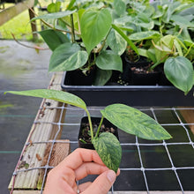 Load image into Gallery viewer, Epipremnum Pinnatum Tricolor Mint Variegated 2.5" Pot, Fedex 2 day*