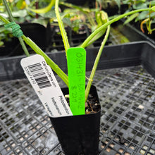 Load image into Gallery viewer, Philodendron Holtonianum Variegated, Exact Plant Ships Nationwide