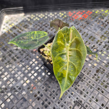 Load image into Gallery viewer, Alocasia Sedenii Aurea Variegated, Exact Plant Ships Nationwide
