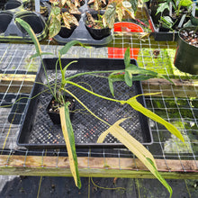 Load image into Gallery viewer, Philodendron Holtonianum Variegated, Exact Plant Ships Nationwide