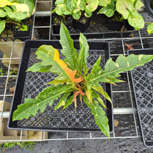 Load image into Gallery viewer, Philodendron Ring Of Fire, Exact Plant Variegated Ships Nationwide