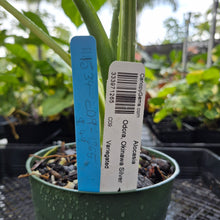 Load image into Gallery viewer, Alocasia Odora, Okinawa Silver, Exact Plant Variegated Ships Nationwide
