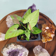 Load image into Gallery viewer, Syngonium Strawberry Milk Variegated 2.5" Pot, Fedex 2 day*