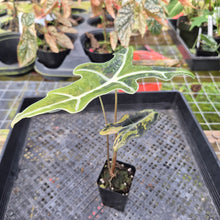 Load image into Gallery viewer, Alocasia sanderiana 'Nobilis' Aurea, Exact Plant Ships Nationwide