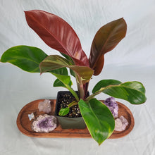 Load image into Gallery viewer, Philodendron Red Moon, Exact Plant Variegated
