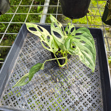 Load image into Gallery viewer, Monstera Adansonii Mint "Indonesia", Exact Plant Variegated Ships Nationwide