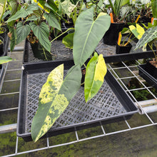 Load image into Gallery viewer, Philodendron Ilsemanii Variegated exact plant, Fedex 2day*