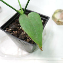 Load image into Gallery viewer, Anthurium Clavigerum. no shipping: ca,az,tx,la