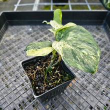 Load image into Gallery viewer, Scindapsus Jade Satin Marble Queen, Exact Plant Variegated 4