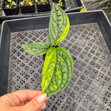Load image into Gallery viewer, Monstera Peru "Karstenianum", Exact Plant Variegated Ships Nationwide