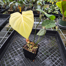 Load image into Gallery viewer, Philodendron Gloriosum variegated type 2, exact plant, Fedex 2day*