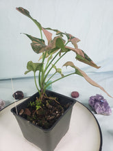 Load image into Gallery viewer, Syngonium Pink Splash Variegated 4" pot, Fedex 2 day*